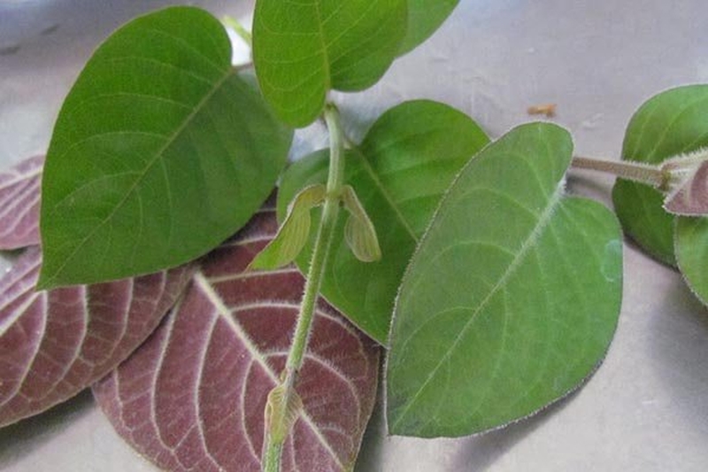 Bật mí các cách chữa viêm tai giữa bằng lá mơ lông hiệu quả 2