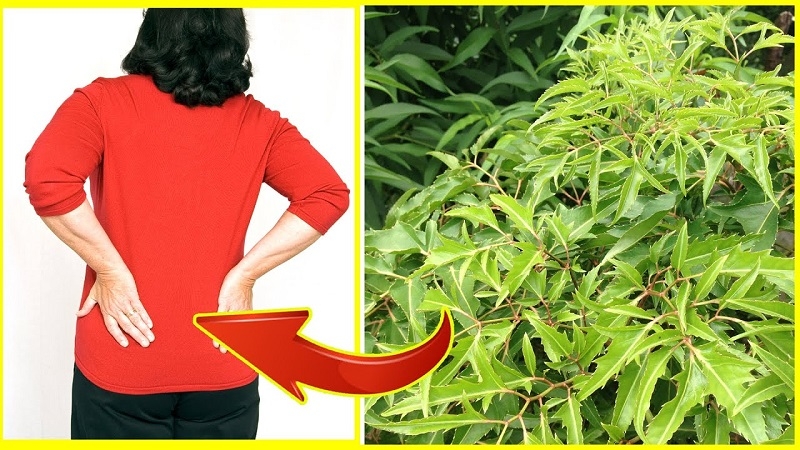 Nước lá đinh lăng có tác dụng gì? Uống nước lá đinh lăng hàng ngày có tốt không? 2