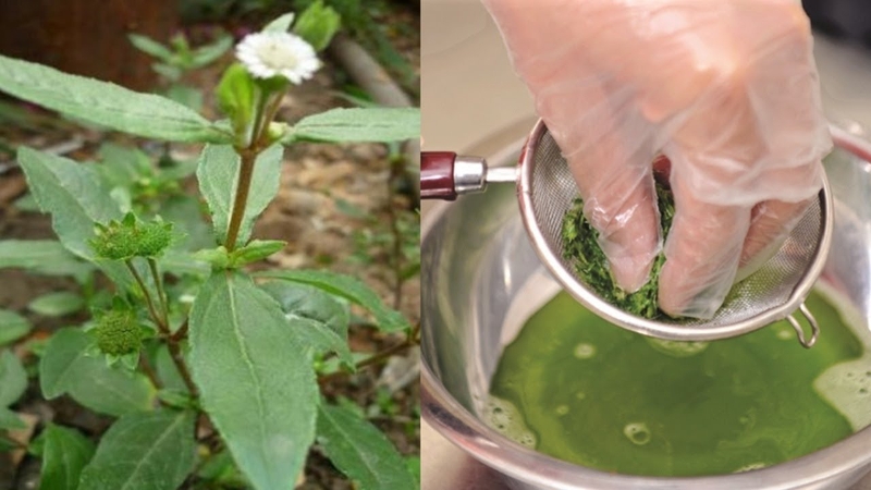 22 tác dụng của cây cỏ mực với sức khỏe ít người biết 1