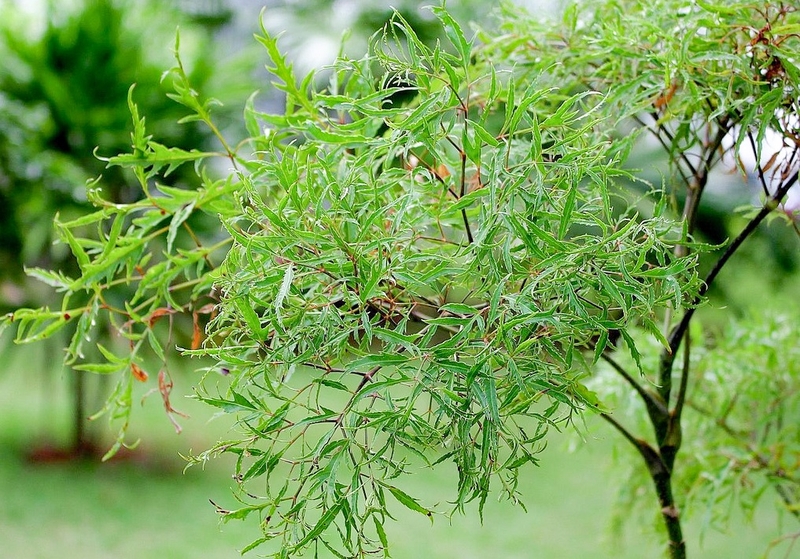 Gợi ý cho bạn 2 phương pháp chữa mồ hôi trộm bằng lá đinh lăng đơn giản ngay tại nhà 2