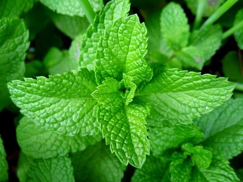 Bật mí 4 cách dùng lá húng chữa ho cho trẻ sơ sinh hiệu quả 3