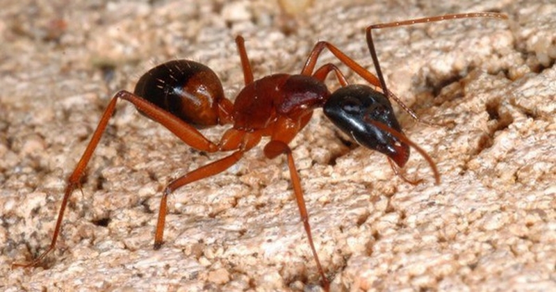 bi-kien-can-sung-mu-co-nguy-hiem-khong-3