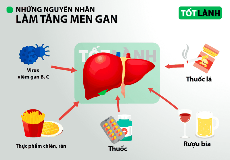 Chỉ số GOT là gì? Những điều bạn cần biết về chỉ số GOT 3