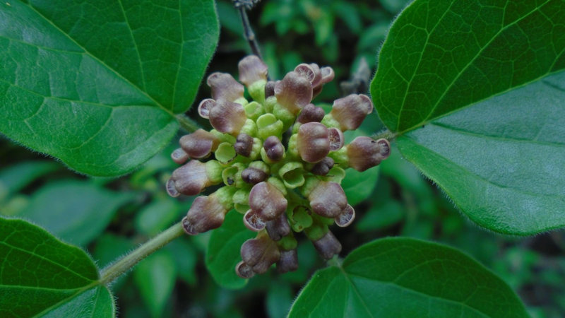 Cây Vọng cách – loài rau bảo vệ gan 3