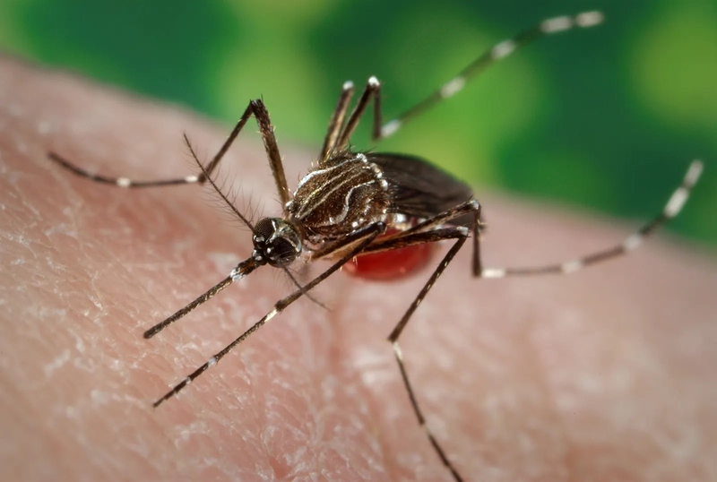 Yellow fever là gì? Triệu chứng và nguyên nhân gây bệnh 2