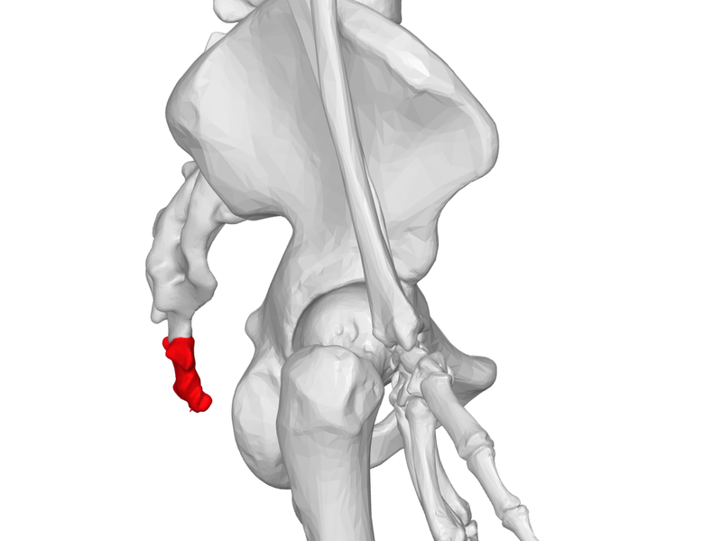 Xương cụt có vai trò gì? Những điều cần lưu ý 2