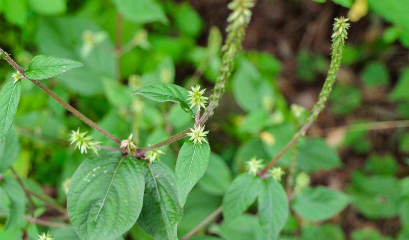 Cây cỏ xước chữa sỏi thận có tốt không? Đối tượng nào có thể sử dụng 1