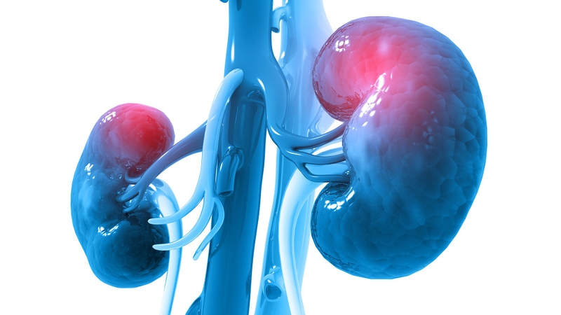 Chứng thực chuyện uống cà gai leo hại thận - 3