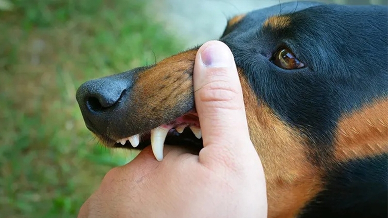 bi-cho-nha-can-co-can-chich-ngua-khong-huong-dan-xu-ly-kip-thoi 4