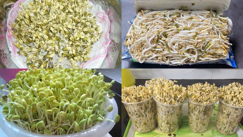 3 cách làm giá đỗ giòn ngọt thanh mát tại nhà cực dễ 3