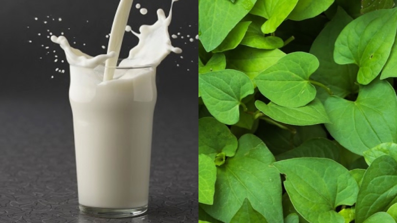 Làm mặt nạ dưỡng da từ rau diếp cá cực đơn giản 3