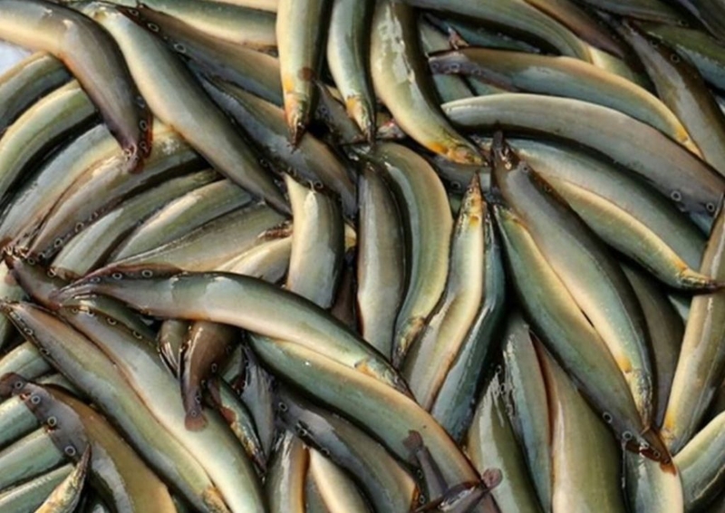 3 cách nấu nấu cháo cá chạch cho bé ăn dặm thơm ngọt khó cưỡng1