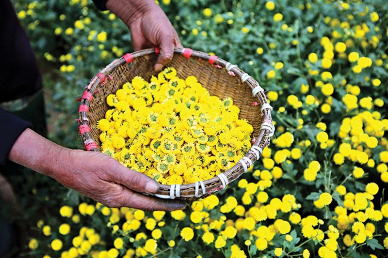 Trà hoa cúc được biết đến với nhiều công dụng rất tốt cho sức khỏe