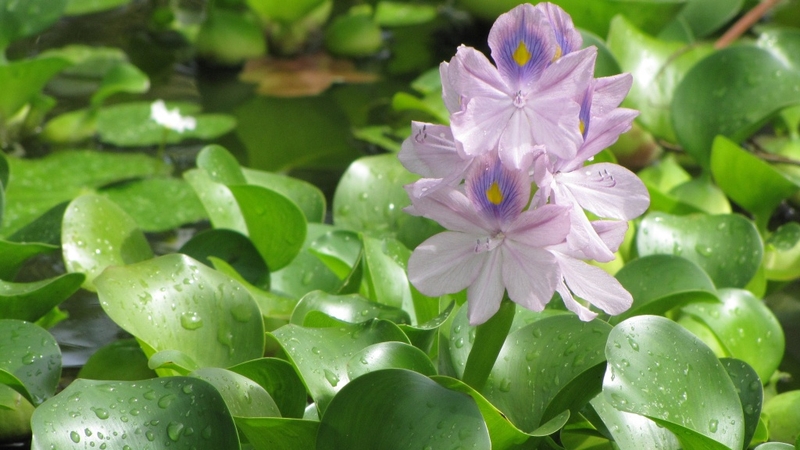 3 loại cây mọc dại ở Việt Nam nhưng ra nước ngoài lại thành "thần dược" đắt giá 2