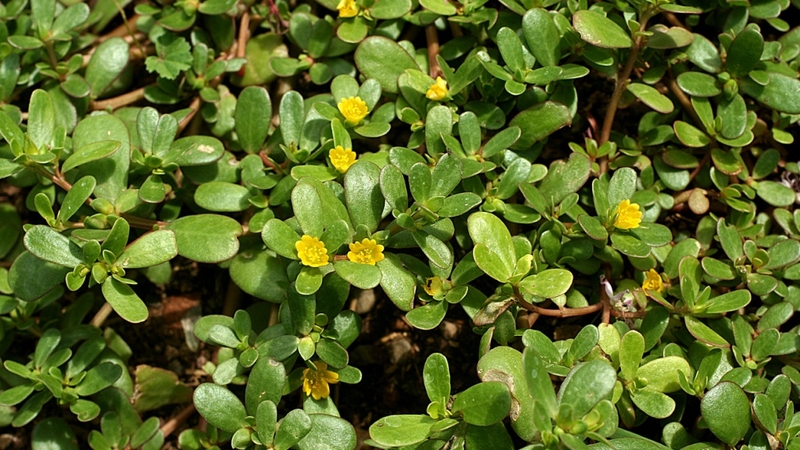 3 loại cây mọc dại ở Việt Nam nhưng ra nước ngoài lại thành "thần dược" đắt giá 4