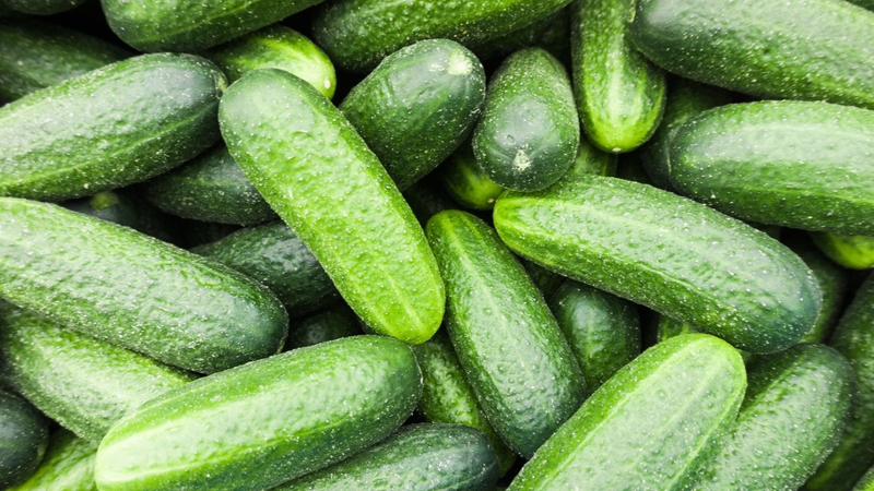 Dưa chuột là một trong những loại rau có nguy cơ tồn dư hóa chất