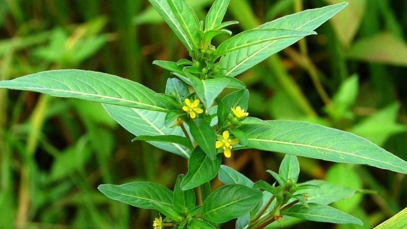 Công dụng của rau mương