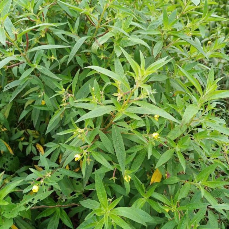 Lưu ý khi dùng cây rau mương