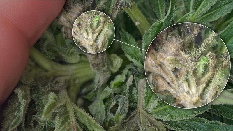 3 sai lầm thường gặp khi thanh nhiệt giải độc gan vào mùa hè 2