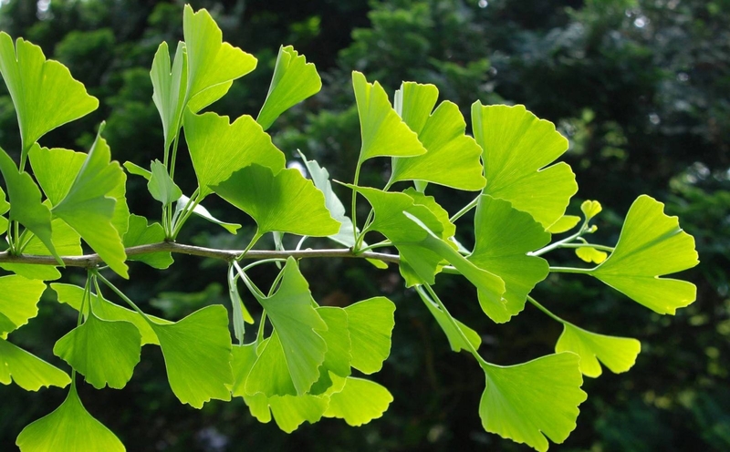 Sản phẩm thuốc bổ não Ginkgo Bilota của Mỹ được ưa chuộng