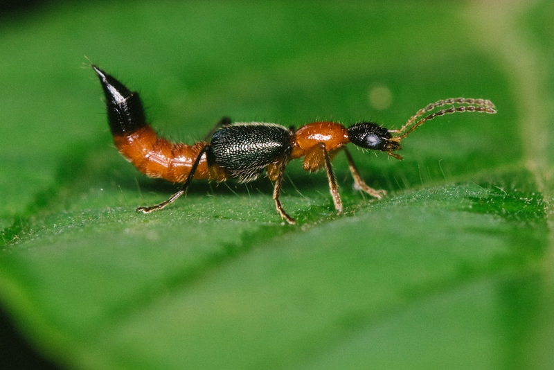 Tác hại của kiến ba khoang đối với con người khi bị đốt1