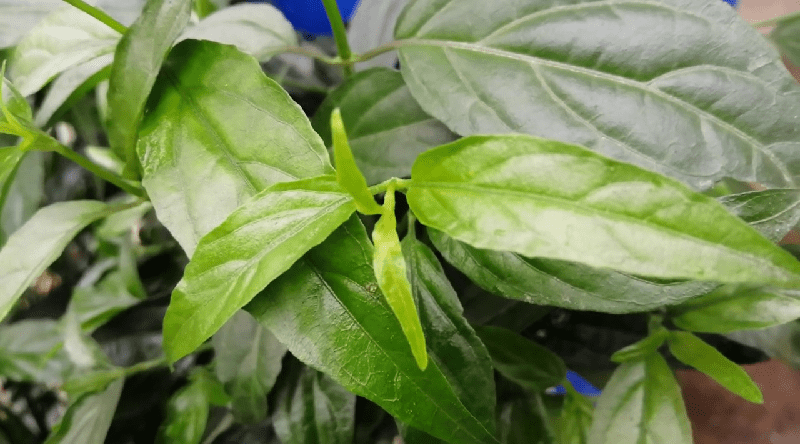 Cây bìm bịp trị bệnh gì? 1