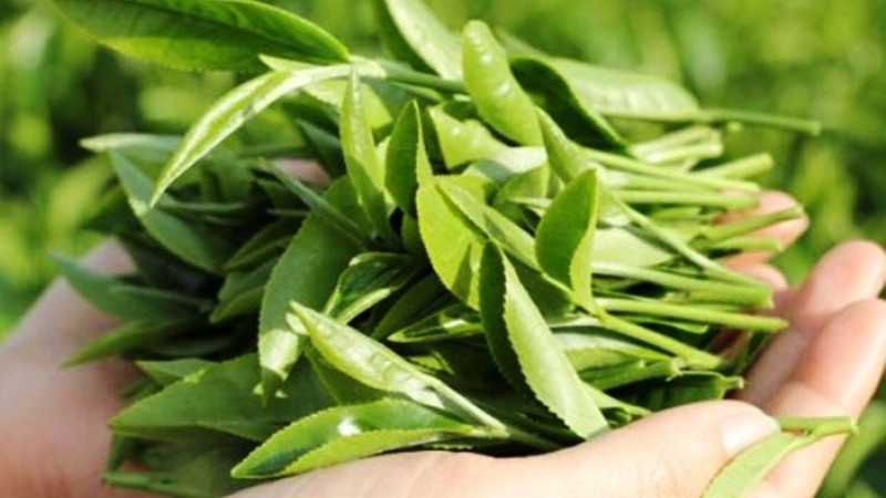 4 bài thuốc xông mũi trị viêm xoang hiệu quả 2