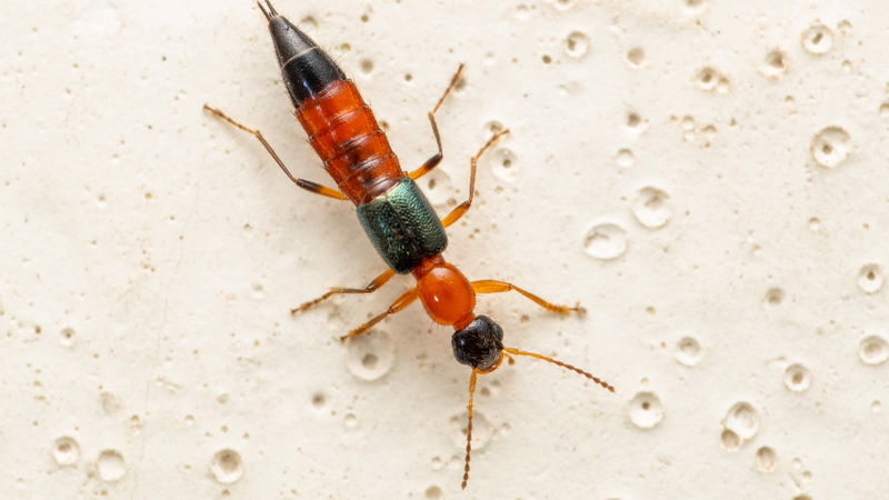 4 bệnh về da thường gặp nhất vào thời điểm chuyển mùa 1