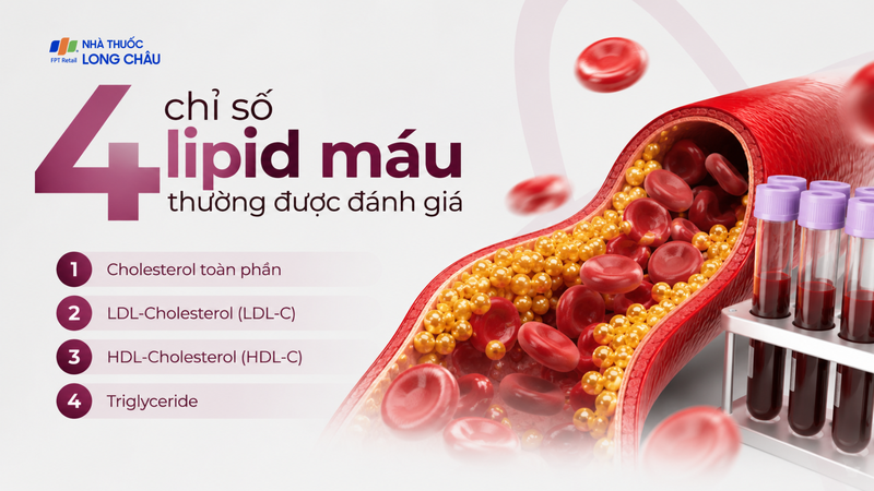 4 chỉ số lipid máu thường được đánh giá