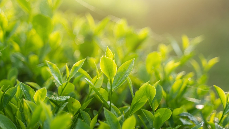 4 công dụng bất ngờ của trà xanh với sức khỏe mà bạn chưa biết 1