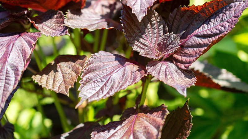 Duy trì đều đặn với lượng vừa phải sẽ tốt hơn nhiều so với uống dồn dập trong vài ngày