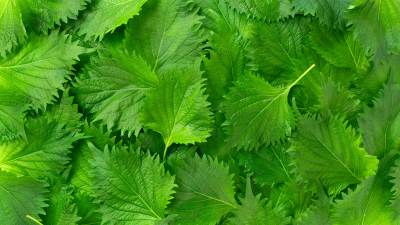 Kinh giới chứa flavonoid, thymol và carvacrol giúp ức chế vi khuẩn có hại