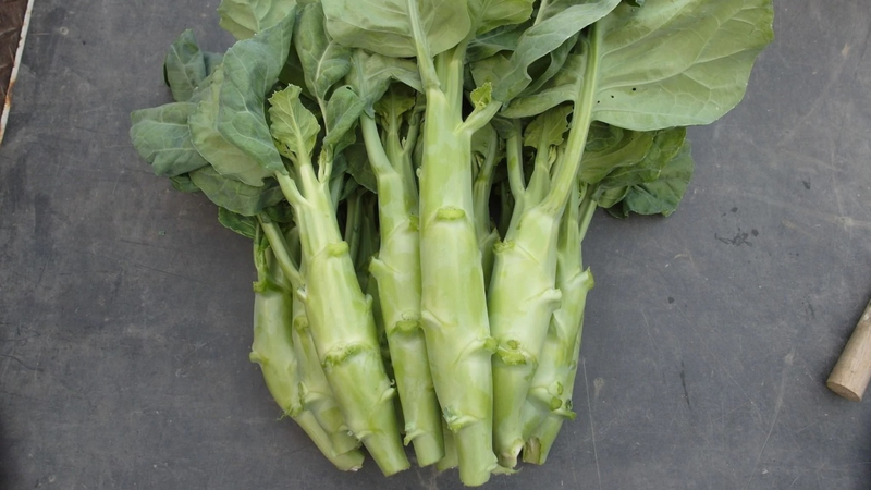 4 loại rau cải nên ăn sau Tết vừa giàu canxi vừa thanh lọc cơ thể 1