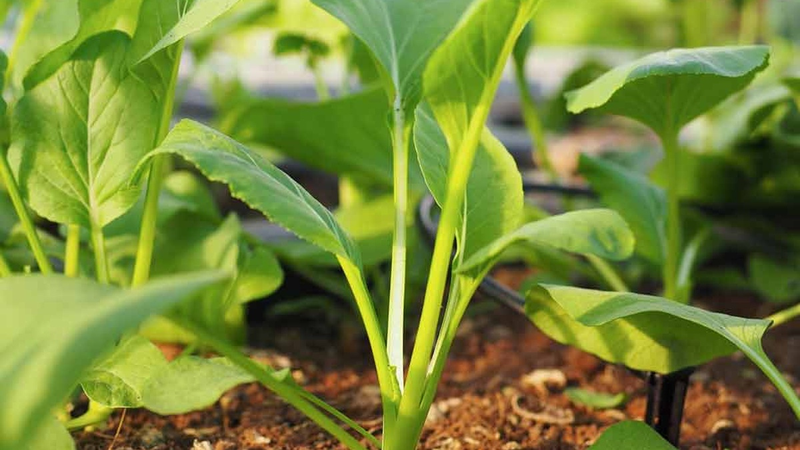 4 loại rau cải nên ăn sau Tết vừa giàu canxi vừa thanh lọc cơ thể 3