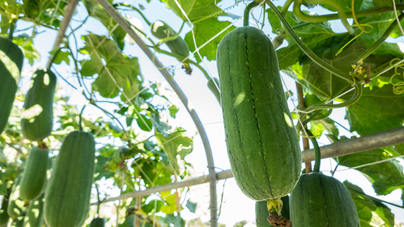 Mướp hương là loại rau quả phổ biến trong bữa cơm gia đình