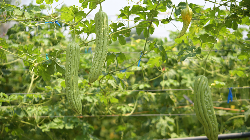 Khổ qua thường được lựa chọn trong bữa ăn giàu tinh bột nhằm hạn chế tình trạng tăng đường huyết sau ăn