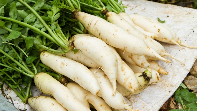 Củ cải trắng cung cấp nước, chất xơ và vitamin C cho cơ thể