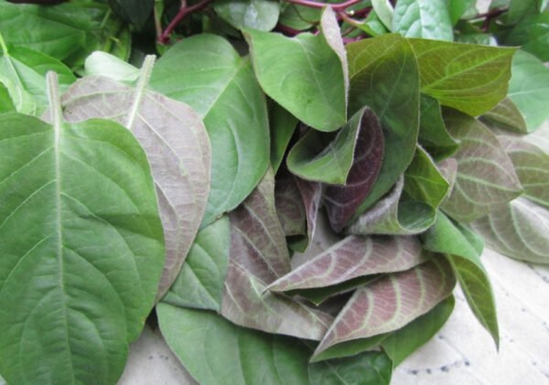 Tác dụng của lá lông mơ