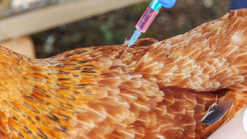 4 mối nguy hiểm tiềm ẩn từ thịt gà nên biết để tránh 1