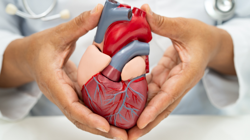 Tỏi giúp hạn chế kết tụ tiểu cầu, ngăn ngừa huyết khối và bảo vệ tim mạch