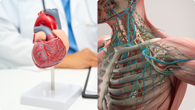 5 bước tiến trong việc cải thiện sức khỏe từ việc chống đẩy hàng ngày 2