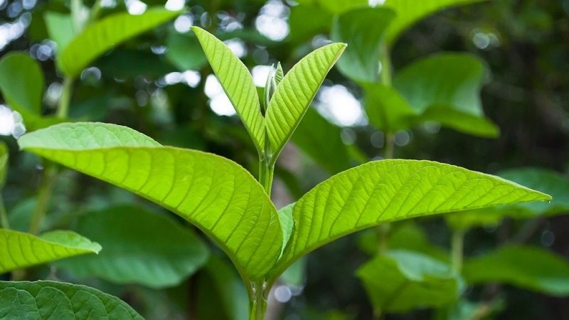 5 cách chữa hôi miệng dân gian cực đơn giản hiệu quả 3