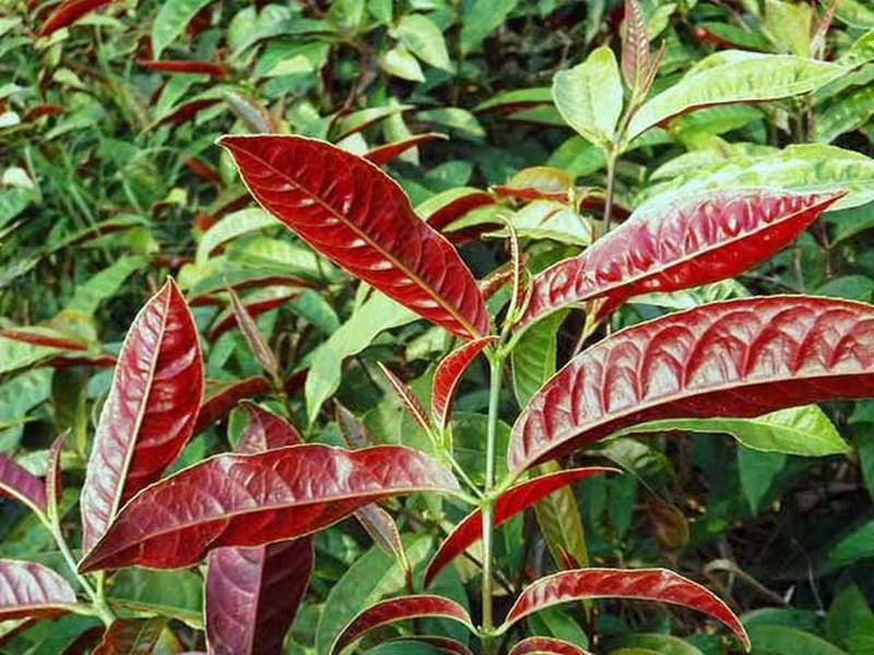 5 cách dùng lá đơn đỏ chữa mề đay hiệu quả, an toàn1