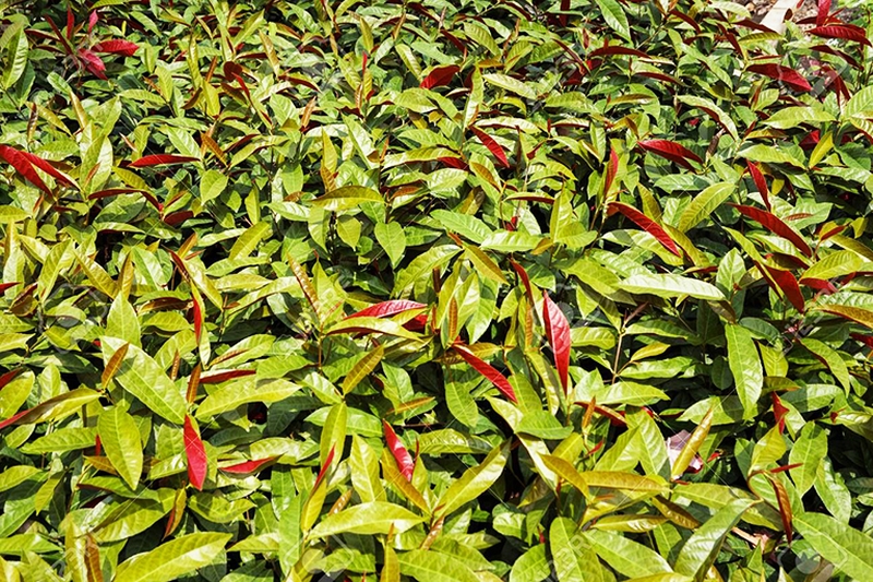 5 cách dùng lá đơn đỏ chữa mề đay hiệu quả, an toàn2