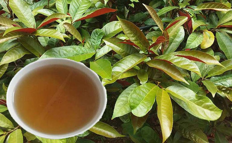 5 cách dùng lá đơn đỏ chữa mề đay hiệu quả, an toàn3