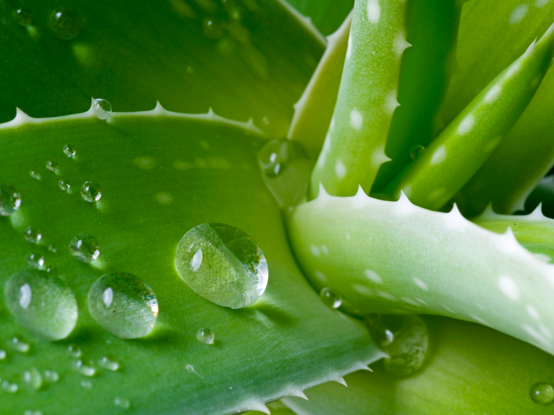 5 cách trị đồi mồi hiệu quả tại nhà bạn không thể bỏ qua  2