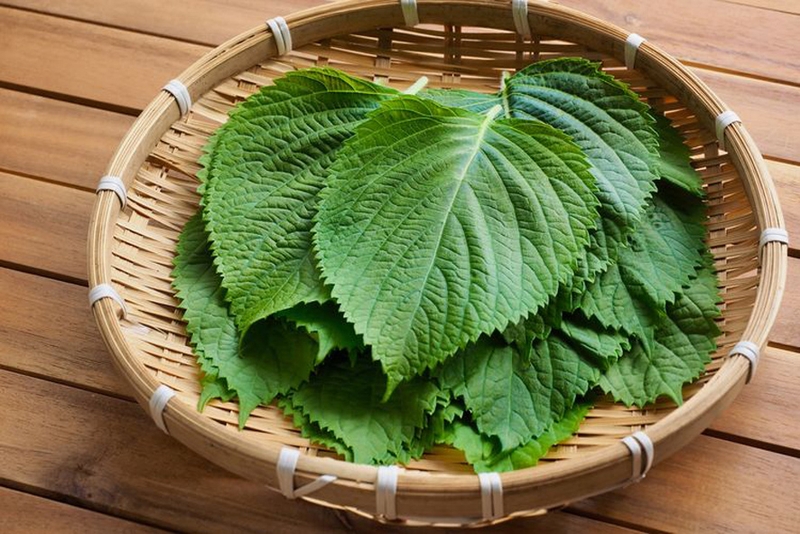 5 cách trị nám bằng lá tía tô hiệu quả, nhanh chóng