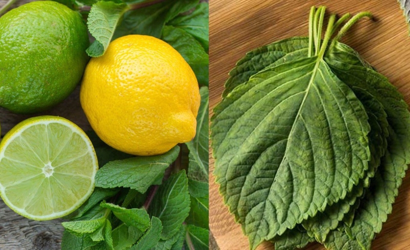 Cách trị nám bằng lá tía tô với chanh tươi