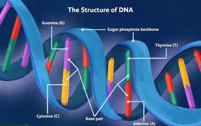 5 điều cần biết về xét nghiệm ADN ông cháu 1