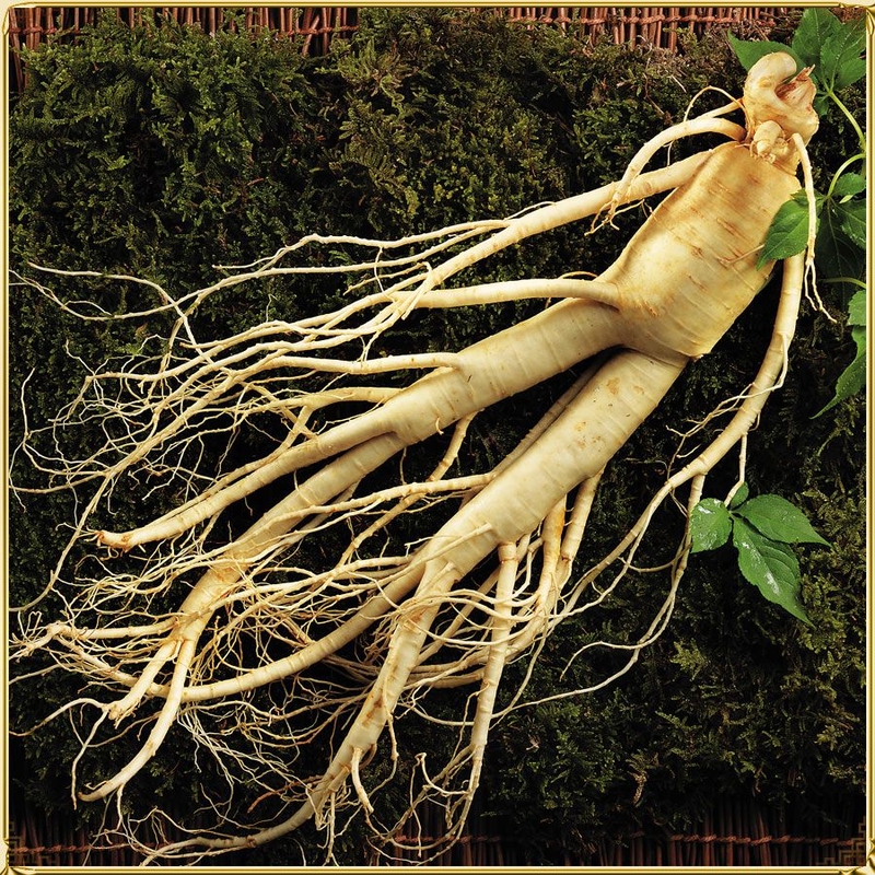 Nhân sâm ngâm mật ong bao lâu thì dùng được? 3